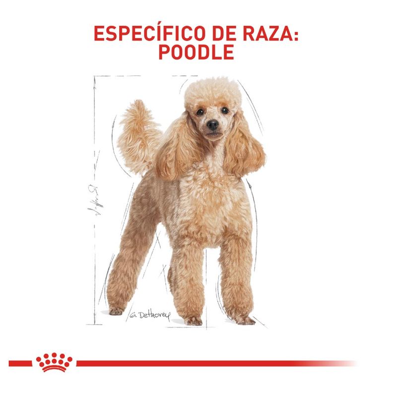 comida-POODLE-royal-canin