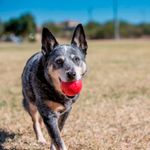 Pelota de juguete para perro KONG