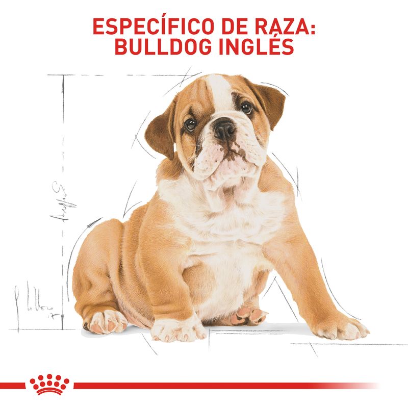 ROYAL-CANIN-BULLDOG-INGLES-PUPPY-PERRO-ALIMENTO-BOGOTA-DOMICILIO
