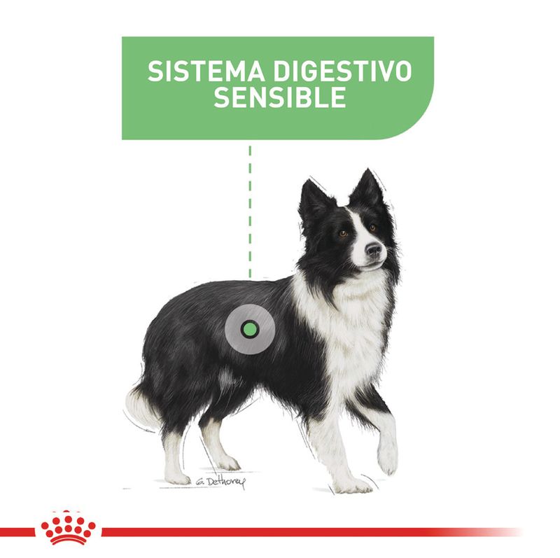 ROYAL-CANIN-MEDIUM-ADULT-DIGESTIVE-PERRO-DOMICILIO-BOGOTA