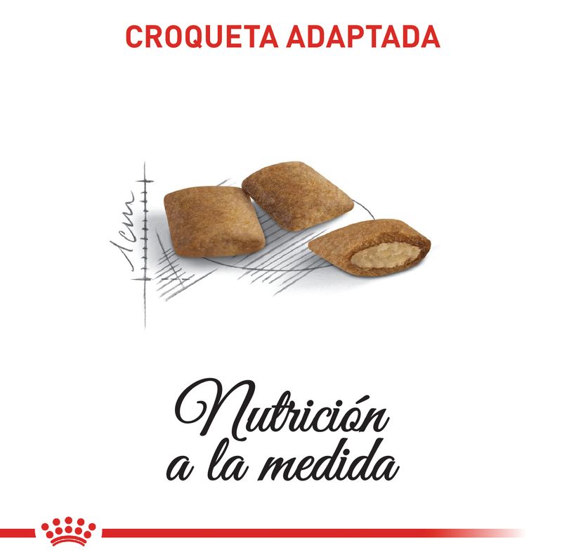 ROYAL-CANIN-FELINE-AGEING-MATURE-BOGOTA-ALIMENTO-GATO