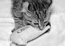 Catnip Para Pescados - Pj03Catnip