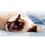 Optimum-Alimento-Humedo-Para-Gato-Adulto-Castrado-Pollo-Sobre-85-g