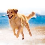 Optimum-Alimento-Humedo-Para-Perro-Adulto-Pollo-Sobre-100-g