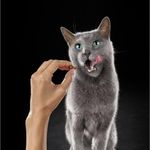 Sheba-Alimento-Humedo-Para-Gato-Adulto-Salmon-Sobre-85-g