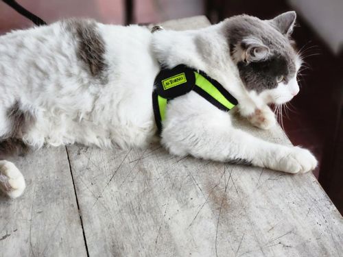 Al Torno Arnes Boomerang Con Trailla Para Gato