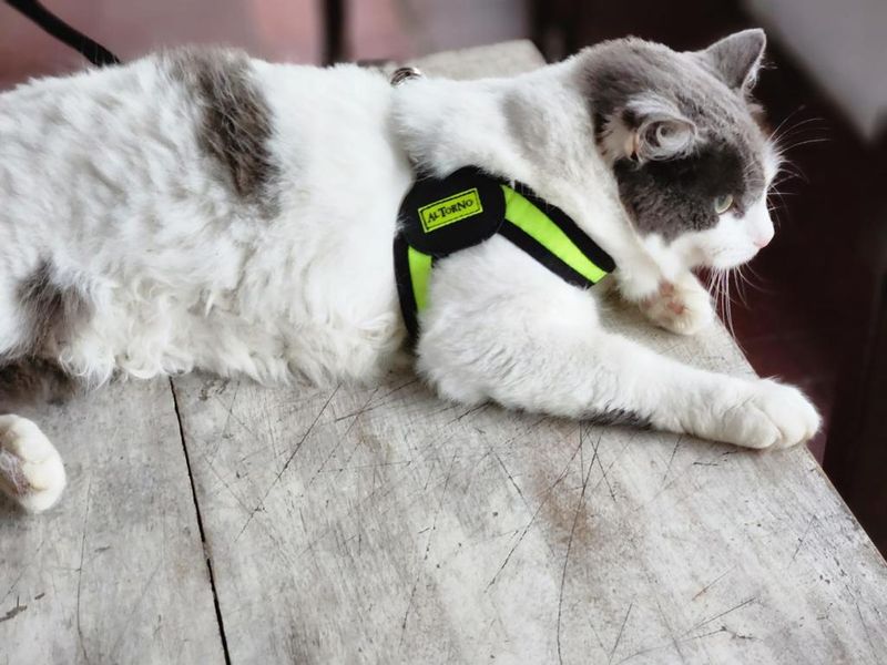 ARNES-BOOMERANG-GATO-CON-TRAILLA.jpg